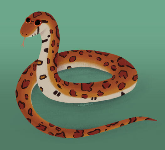 Snake Snake