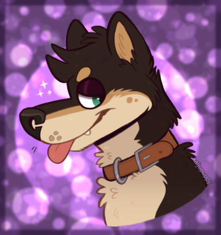 Sparkly Shiba