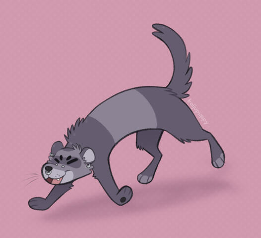 Ferret