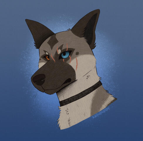 Akita Akita