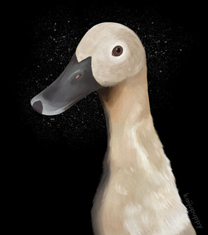 Duck